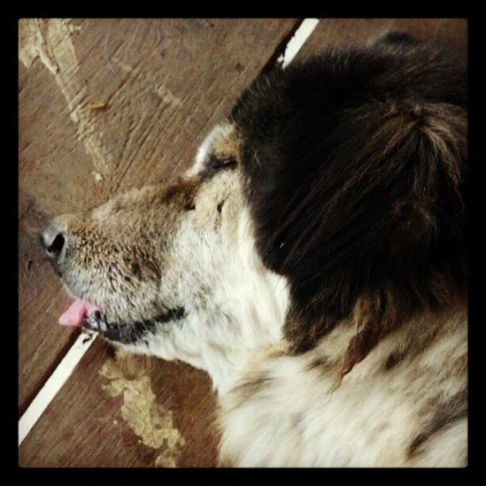 482699_10200578763182090_14420385_n