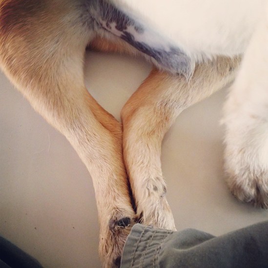 10919668_703930593037902_1964224342_n