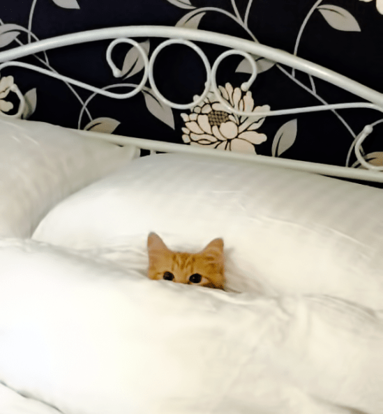 10334246_10153030954361112_3427052630638646881_n