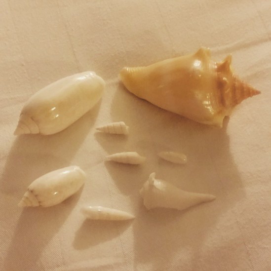 ... and Jen sunbathed on a chair and I collected shells -- these were my finest finds...
