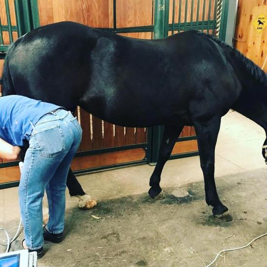 Chloe_ShockWave2ndTreatment2